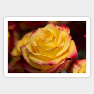 Floral arrangement with roses Sticker